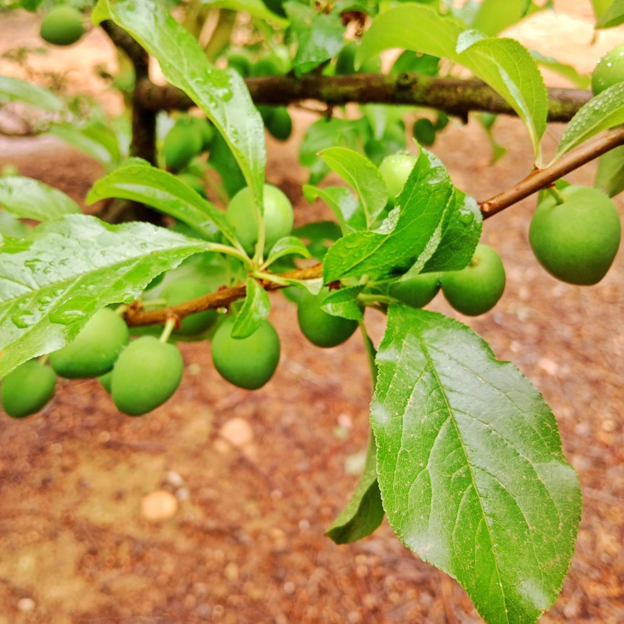 Cabernet Cottage Be Still And Know 弗朗斯胡克 外观 照片
